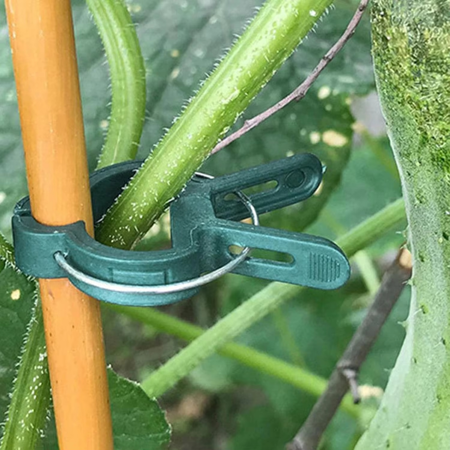 10/100pcs Plant Fixed Clips Re – Vine Climbing Plastic recenzja i cena