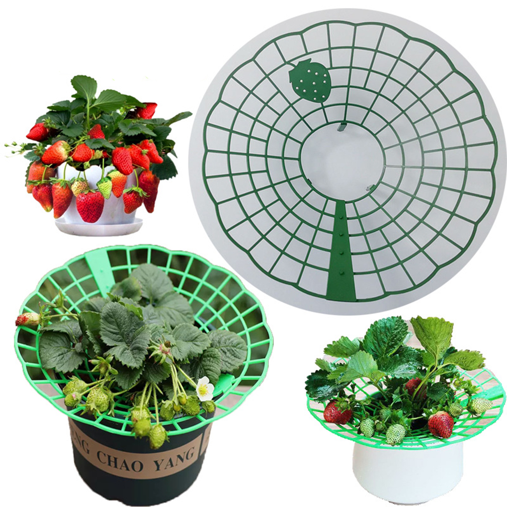 20PCS Strawberry Stand Green C – Vine Climbing Plastic recenzja i cena