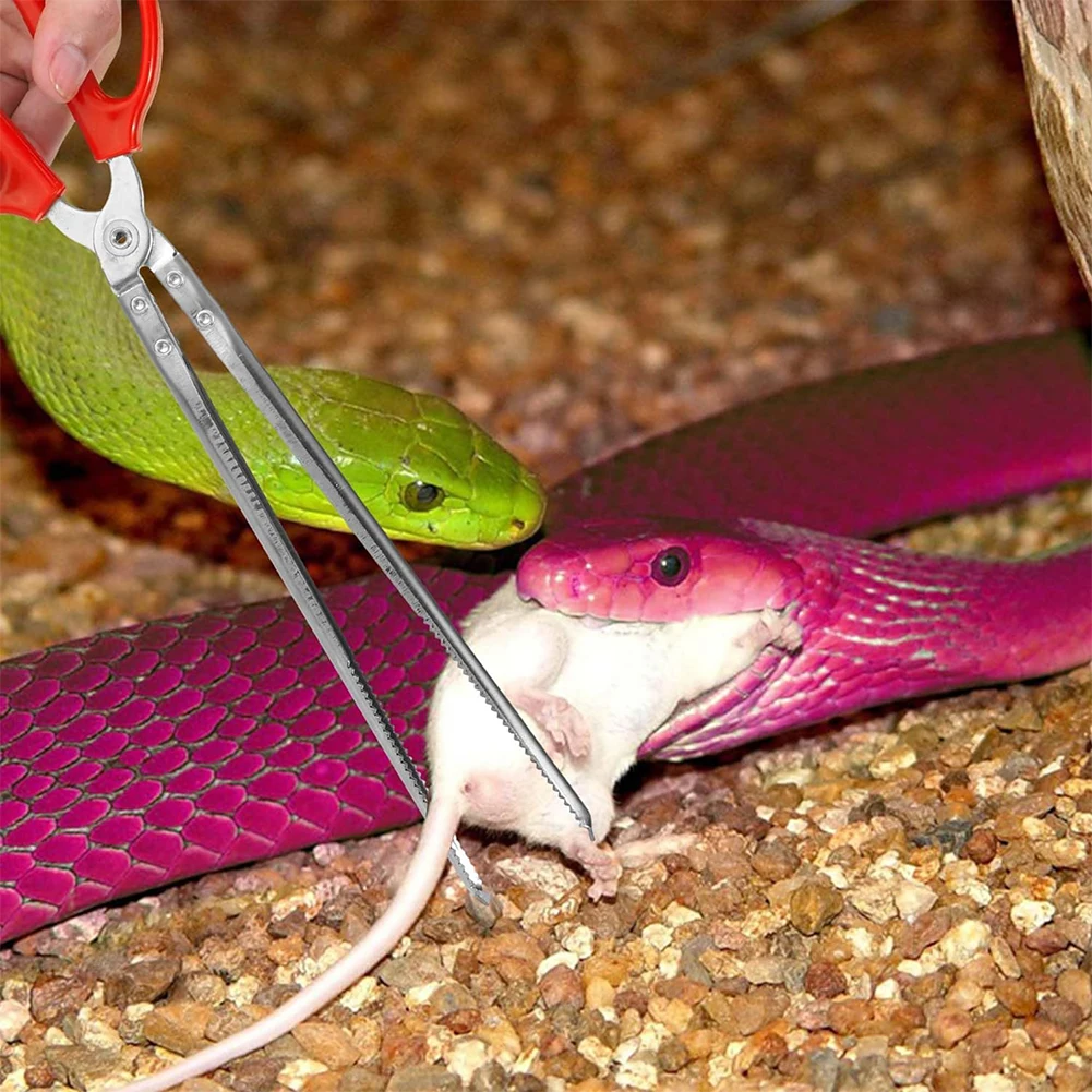 Snake Feeding Tongs Reptile Fe – Water Dish Reptile recenzja i cena