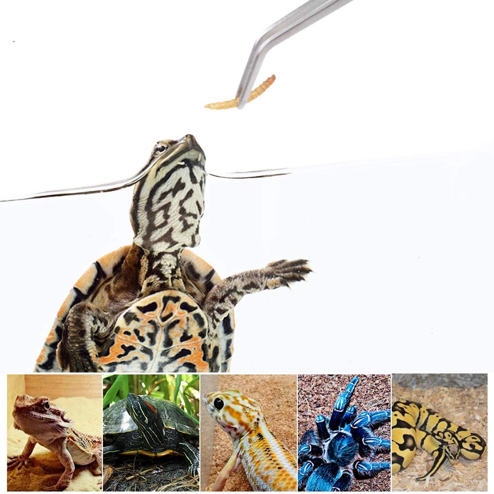 Stainless Steel Reptile Feedin – Feeding Tong Stainless recenzja i cena