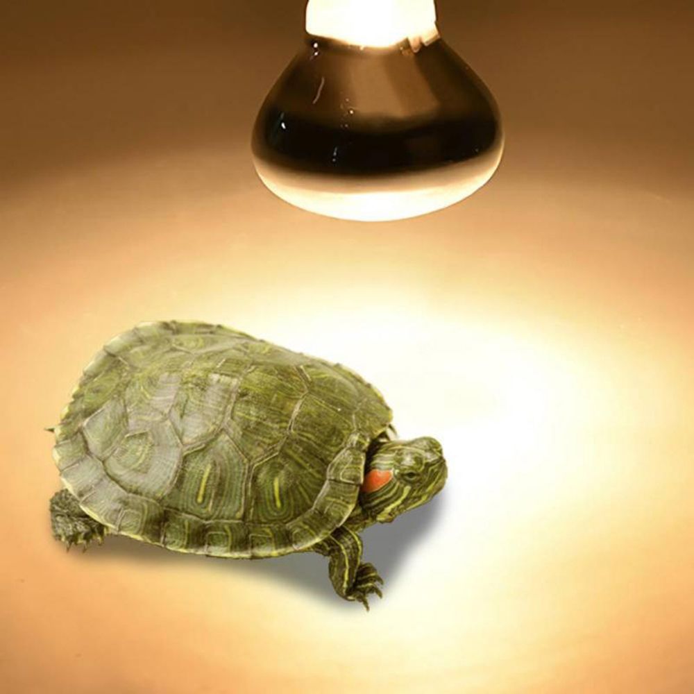 Turtle Temperature Controller  – Basking Bulb Halogen recenzja i cena